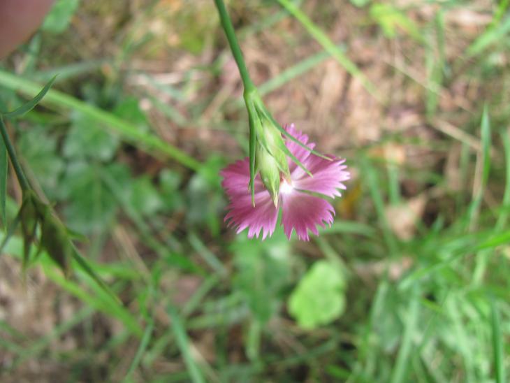 Dianthus seguierii / Garofano di Seguier